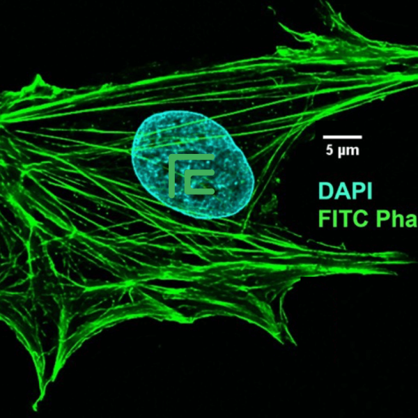 FITC Phalloidin FITC標記鬼筆環(huán)肽  Actin-Tracker Green (微絲綠色熒光探針)