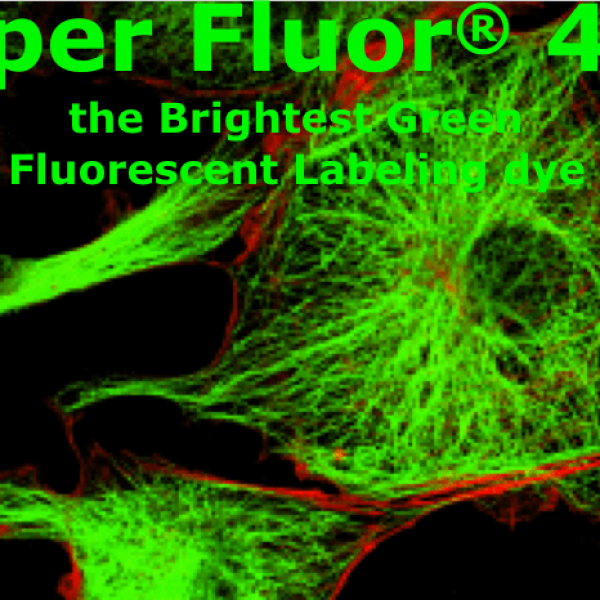 SuperFluor 488 Phalloidin標記鬼筆環(huán)肽  Actin-Tracker Green-488 (微絲綠色熒光探針)